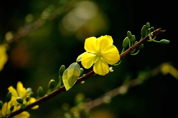 Yellow mickey mouse plant Stock Image