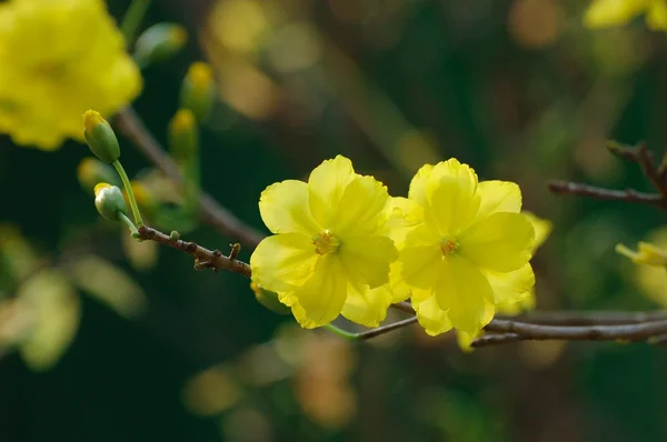 Sarı Miki Fare bitki Telifsiz Stok Fotoğraflar
