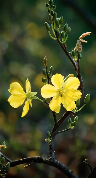 Yellow mickey mouse plant Royalty Free Stock Photos