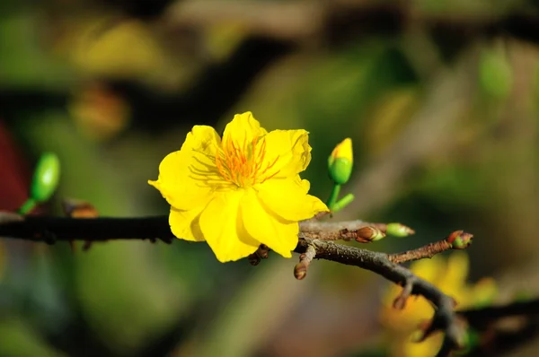 Yellow mickey mouse plant Royalty Free Stock Photos