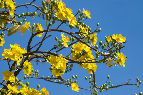 Sarı Miki Fare bitki Telifsiz Stok Imajlar