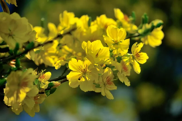 Mickey Mouse Plant Stock Image