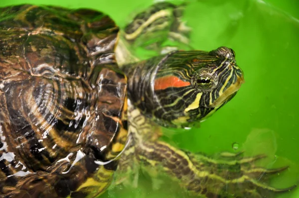 Röd-eared sliders — Stockfoto