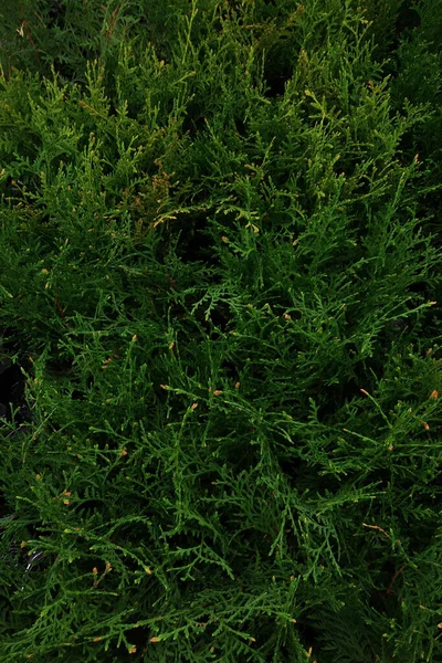Shop for the sale of evergreen plant seedlings. Rows of conifers  arborvitae two colors, vertical view. Beautiful bright green thuja in pots in plant shop
