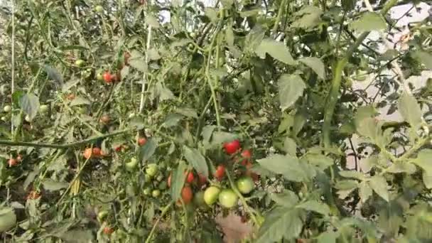 Utomhusodling Ekologisk Tomatodling — Stockvideo