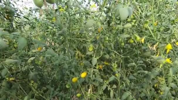 Outdoor Agriculture Organic Tomato Farm — Stock Video