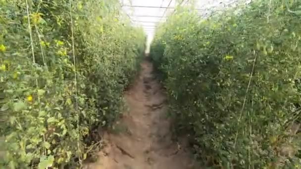 Venkovní Zemědělská Ekologická Rajčatová Farma — Stock video