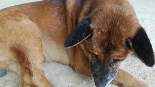 Red Haired Dog Lying Morning — Stock Video