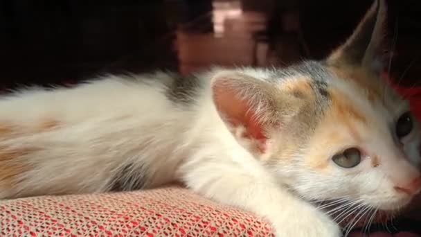 Gatito Duerme Luz Del Sol Clara Mañana — Vídeo de stock