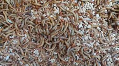 Birçok solucan veya böcek larvası doğal olarak yiyeceklerini yiyorlar, sebzeler de dahil..