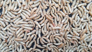 Tüy dökmeyi bekleyen birçok böceğin kozalakları ya da larvaları doğaya geri dönen böceklerdir..