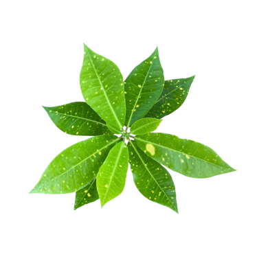 Yaprakların üst görünümü, beyaz arkaplanda izole yeşil yapraklar.