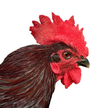 Horoz beyaz arka planda izole edilmiş siyah tüylü bir horozun yan görüntüsü..