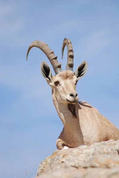 Steinbock — Stock fotografie