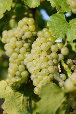 Weintrauben