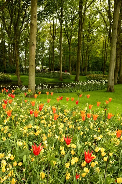 Keukenhof — Stock fotografie