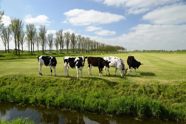 Kühe auf der Weide — Stock Photo, Image