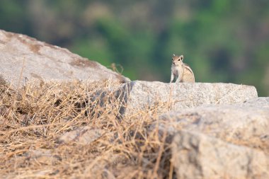 Indian three striped palm squirrel, Funambulus palmarum, chipmunk sitting on a rock, wildlife of India