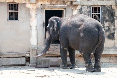Hindistan, Hampi 'de bir tapınağın önündeki Hint fili, Vijayanagara İmparatorluğu' nun eski harabeleri, yaşlı kırsal cephe