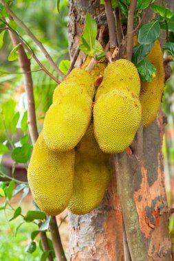 Green ripe jackfruit or nangka growing on a tree, tropical fruit in India, food plantation and harvesting, garden in Kochi