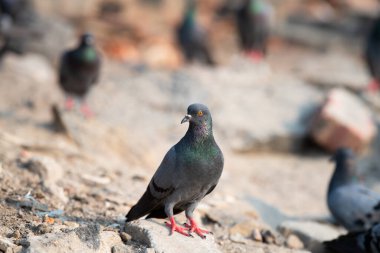 Şehirde yürüyen bir kaya güvercini, şehir ortamında vahşi yaşam kuşu, kaya güvercini ya da Columba livya, Hindistan 'da yaygın yaygın bir hayvan. 