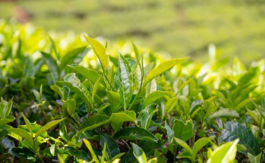 Tea field in Munnar, plantation in India, Kerala, Nilgiri hills , agriculture of Camellia Sansis plan