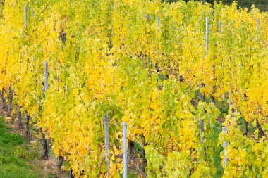 Vineyard in autumn, riesling wine harvest, Moselle valley landscape, agriculture plants in Trier, Germany