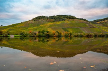 Moselle Nehri Vadisi, sonbahar mevsimi, renkli yapraklar, sarmaşıkta yetişen şarap, Almanya 'da üzüm bağı manzarası ve tarım.