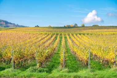 Vineyard in autumn, riesling wine harvest, Moselle valley landscape, agriculture plants in Trier, Germany
