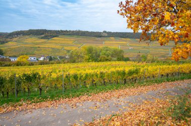 Moselle Vadisi, Remich Köyü, Mosel Nehri, Sonbaharda dalgalanan üzüm bağları, Almanya ile Lüksemburg arasındaki sınır, tarım