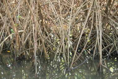 Rhizophora kızıl mangrov, kıyı, estuarin ekosistemi, Hindistan kıyıları, mangrovlar, muson ve yağmur ormanları, sığ su ağacı