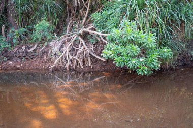 Rhizophora kızıl mangrov, kıyı, estuarin ekosistemi, Hindistan kıyıları, mangrovlar, muson ve yağmur ormanları, sığ su ağacı