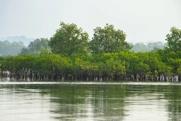 Hindistan kıyılarındaki mangrovlar, Rhizophora kızıl mangrov ormanlarını, kıyı ekosistemini, muson ve yağmur ormanlarını, sığ su ağaçlarını ezer.