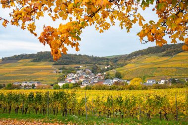 Moselle Vadisi, Remich Köyü, Mosel Nehri, Sonbaharda dalgalanan üzüm bağları, Almanya ile Lüksemburg arasındaki sınır, tarım