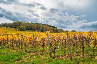 Sonbaharda üzüm bağı, şarap hasadı, Moselle vadisi manzarası, sonbahar yaprakları, Trier, Almanya 'da tarım bitkileri.