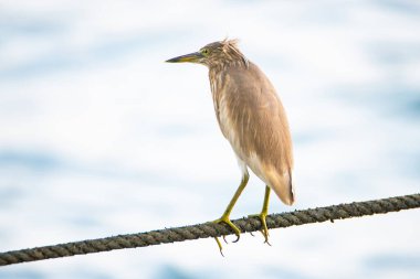 Hintli balıkçıl kuşu ya da papağan kuşu ip üzerinde oturuyor, Kochi Güney Hindistan, Asya Ardeola grisi, durgun hayvan