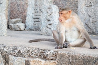 Barbar maymun, Virupaksha tapınağında yaşayan rhesus maymunu, Hindistan 'ın vahşi yaşamı, orman ve yağmur ormanları hayvanı. 