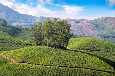 Munnar çay tarlası, Hindistan 'daki tarlalar, Kerala' daki tarlalar ve ağaçlar, Nilgiri tepeleri, Kamelya Sansis tarımı.