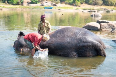 Hint fili Hampi, Karnataka 'daki Tungabhadra nehrinde banyo yapıyor. Adam hayvanı sabunla yıkıyor. 16 Mart 2025.
