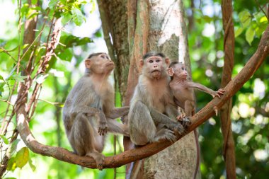 Barbar macaque maymunu, rhesus maymunu ailesi ve bebeği tropikal orman ağacında, Hindistan, yağmur ormanlarında yaşayan hayvan, vahşi yaşam ve ilişki. 