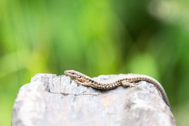 Tahta taşın üzerindeki ortak duvar kertenkelesi, Podarci duvar resmi, Kuzey Avrupa ve Kuzey Amerika 'da yaşayan sürüngen, vahşi yaşam Moselle vadisi