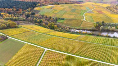 Sonbaharda üzüm bağı manzarası, Moselle vadisi manzarası, güz yaprakları, tarım, yükselen şarap hasadı, Trier, Almanya