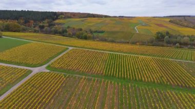 Sonbaharda üzüm bağı manzarası, Moselle vadisi manzarası, güz yaprakları, tarım, yükselen şarap hasadı, Trier, Almanya 
