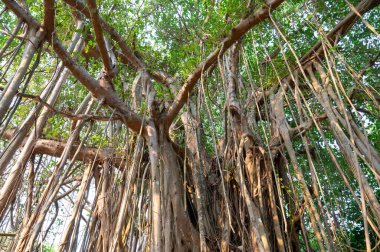 Banyan inciri, incir ağacı, Hindistan 'daki mangrovlar, tropik yeşil ağaç, büyük tepe örtüsü örtüsü, hava kökleri, muson ve yağmur ormanları.