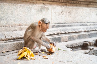 Barbar maymun, hindistan cevizi ve muz yiyen rhesus maymunu, Hampi Hindistan 'ın vahşi yaşamı, orman ve tapınaktaki yağmur ormanları hayvanı.