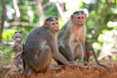 Barbar maymun, iki bebek maymunlu maymun ailesi, tropikal orman Hindistan, vahşi yaşam yağmur ormanları hayvanları, bağ kurma ve ilişki. 