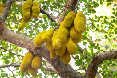 Green ripe jackfruit or nangka growing on a tree, tropical fruit in India, food plantation and harvesting, garden in Kochi