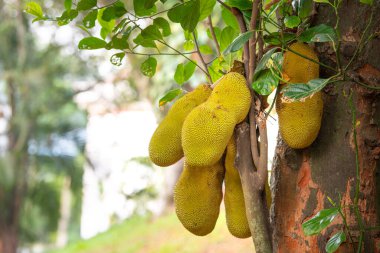 Green ripe jackfruit or nangka growing on a tree, tropical fruit in India, food plantation and harvesting, garden in Kochi
