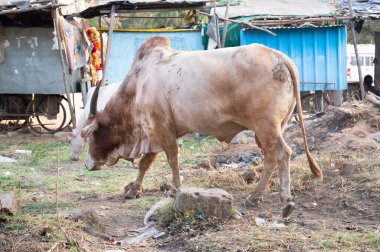 Zubu boğası, sığırlar, Hampi şehrinde Bos indicus harap olmuş evler ve atıklar, Hint çiftliği.