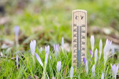 Çayır çiçekli termometre, baharda güneşli bir gün, sıcaklığı ölçer, hava tahmini